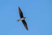 DPPhotography - Uzbekistan - Black-winged pratincole - B