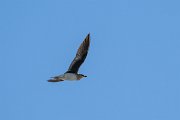 DPPhotography - Uzbekistan - Black-winged pratincole - C