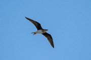 DPPhotography - Uzbekistan - Black-winged pratincole - E