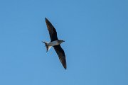 DPPhotography - Uzbekistan - Black-winged pratincole - F