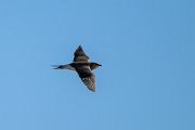 DPPhotography - Uzbekistan - Black-winged pratincole - G