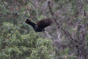 DPPhotography - Uzbekistan - Blue whistling thrush - A