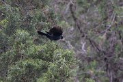 DPPhotography - Uzbekistan - Blue whistling thrush - B