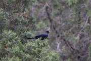 DPPhotography - Uzbekistan - Blue whistling thrush - C