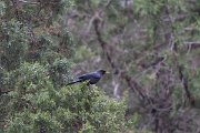 DPPhotography - Uzbekistan - Blue whistling thrush - D