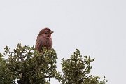 DPPhotography - Uzbekistan - Blyth's rosefinch - A