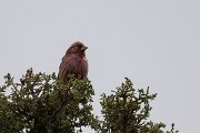 DPPhotography - Uzbekistan - Blyth's rosefinch - B