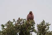 DPPhotography - Uzbekistan - Blyth's rosefinch - C
