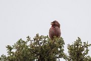DPPhotography - Uzbekistan - Blyth's rosefinch - D