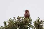 DPPhotography - Uzbekistan - Blyth's rosefinch - E