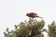 DPPhotography - Uzbekistan - Blyth's rosefinch - F