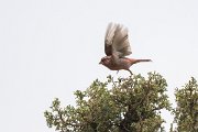 DPPhotography - Uzbekistan - Blyth's rosefinch - G