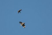 DPPhotography - Uzbekistan - Booted eagle - A