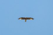 DPPhotography - Uzbekistan - Booted eagle - B