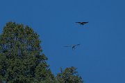 DPPhotography - Uzbekistan - Booted eagle - C