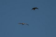 DPPhotography - Uzbekistan - Booted eagle - D