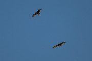 DPPhotography - Uzbekistan - Booted eagle - E