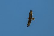 DPPhotography - Uzbekistan - Booted eagle - F