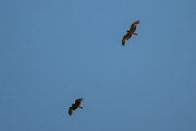 DPPhotography - Uzbekistan - Booted eagle - H