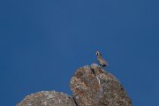 DPPhotography - Uzbekistan - Chukar - B