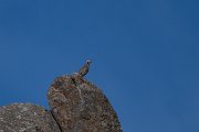 DPPhotography - Uzbekistan - Chukar - C