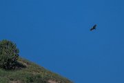 DPPhotography - Uzbekistan - Common buzzard - A