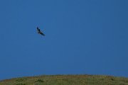 DPPhotography - Uzbekistan - Common buzzard - B