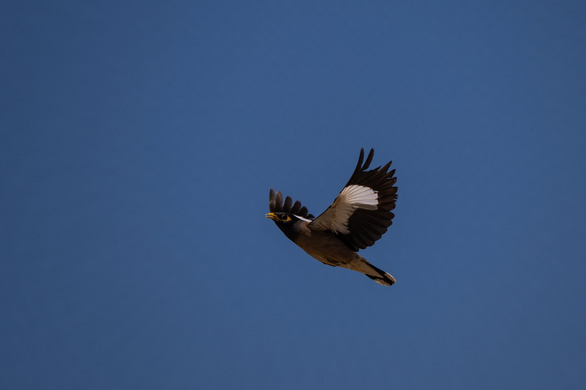 DPPhotography - Uzbekistan - Common myna - A.jpg - Common myna - Kyzylkum Desert, Uzbekistan
