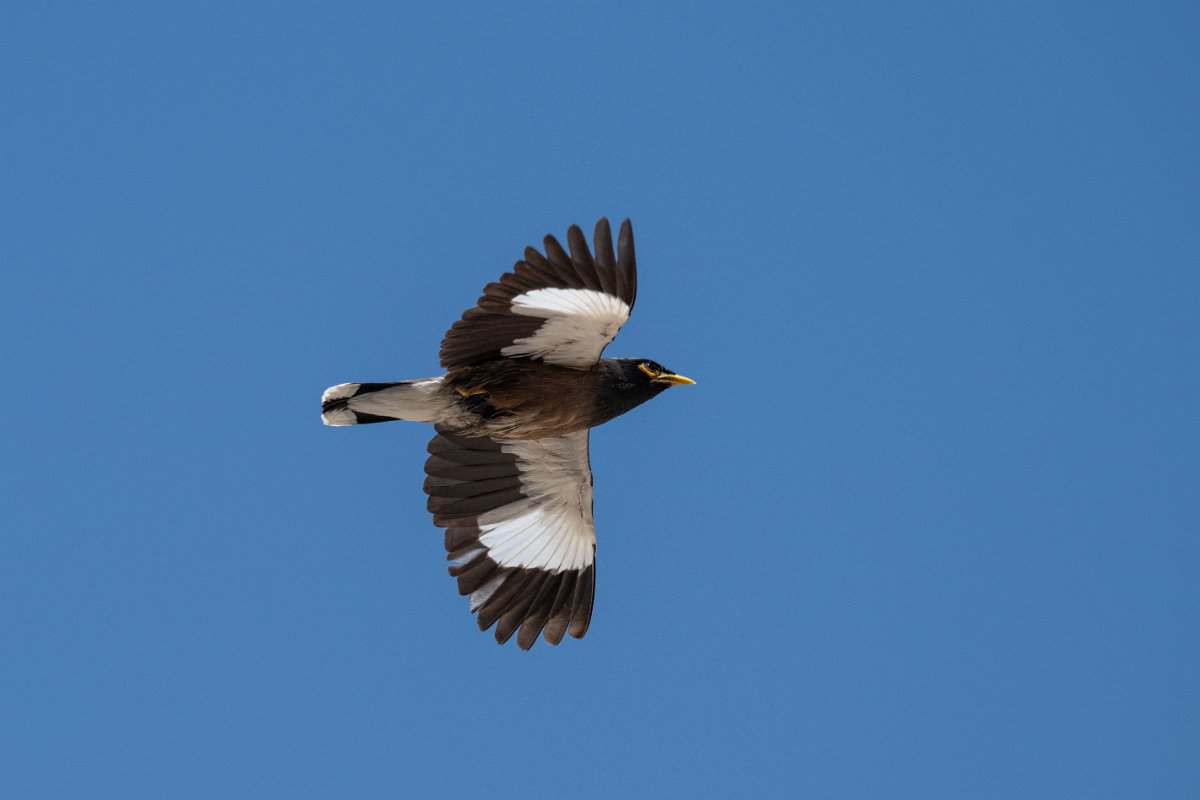 DPPhotography - Uzbekistan - Common myna - C.jpg - Common myna - Samarkand, Uzbekistan