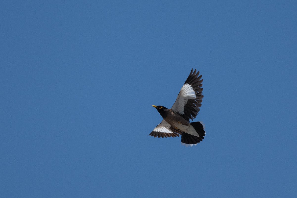 DPPhotography - Uzbekistan - Common myna - D.jpg - Common myna - Samarkand, Uzbekistan
