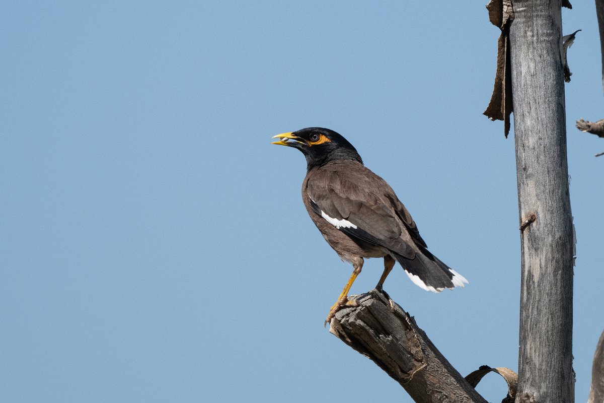 DPPhotography - Uzbekistan - Common myna - I.jpg - Common myna - Takhta-Karacha Pass, Uzbekistan