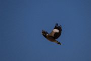 DPPhotography - Uzbekistan - Common myna - A