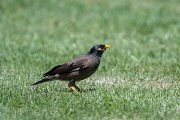 DPPhotography - Uzbekistan - Common myna - B