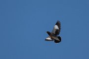 DPPhotography - Uzbekistan - Common myna - D