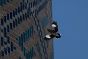 DPPhotography - Uzbekistan - Common myna - E