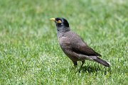 DPPhotography - Uzbekistan - Common myna - F