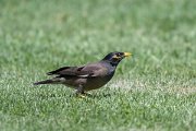 DPPhotography - Uzbekistan - Common myna - G
