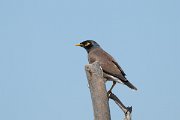 DPPhotography - Uzbekistan - Common myna - H