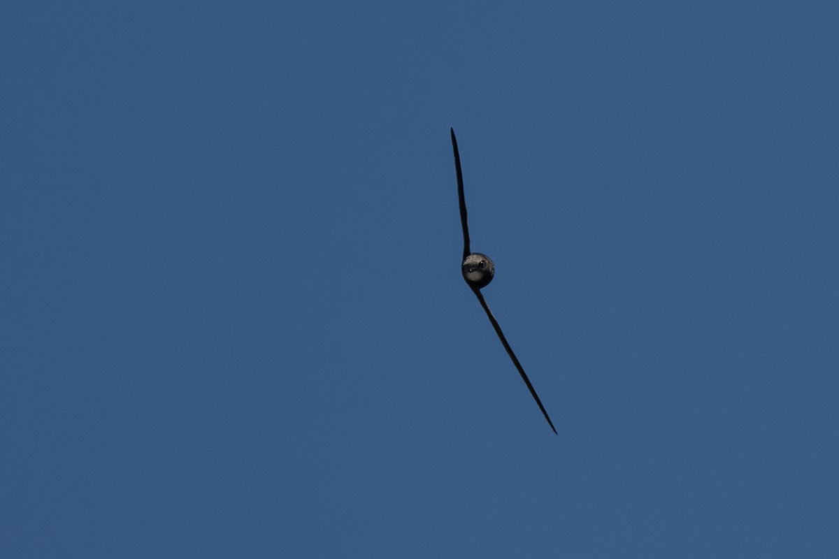 DPPhotography - Uzbekistan - Common swift - C.jpg - Common swift - Samarkand, Uzbekistan