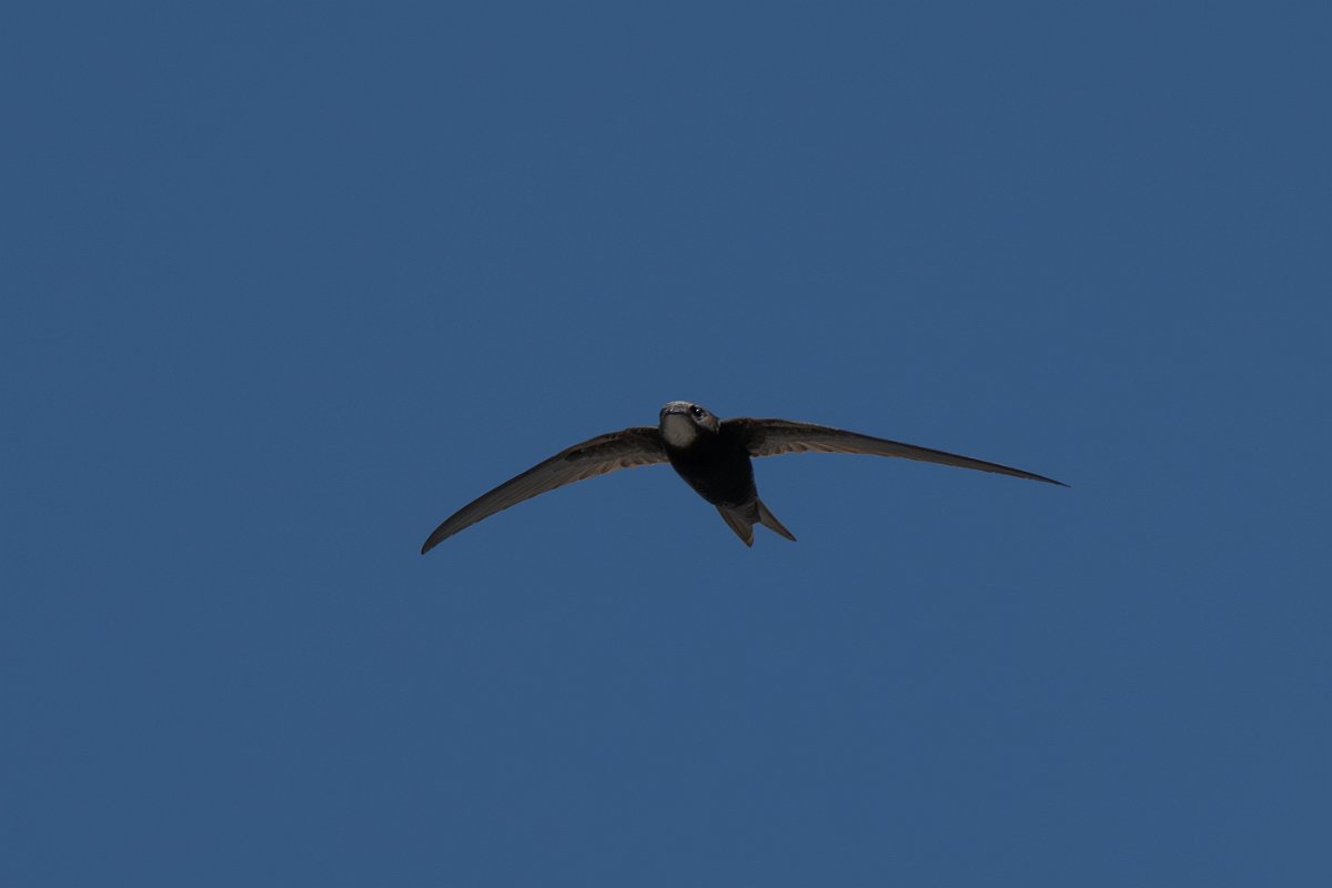 DPPhotography - Uzbekistan - Common swift - D.jpg - Common swift - Samarkand, Uzbekistan