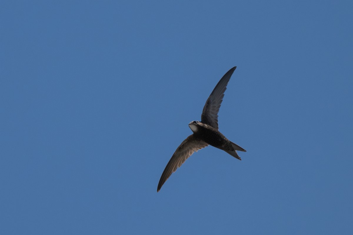 DPPhotography - Uzbekistan - Common swift - H.jpg - Common swift - Samarkand, Uzbekistan