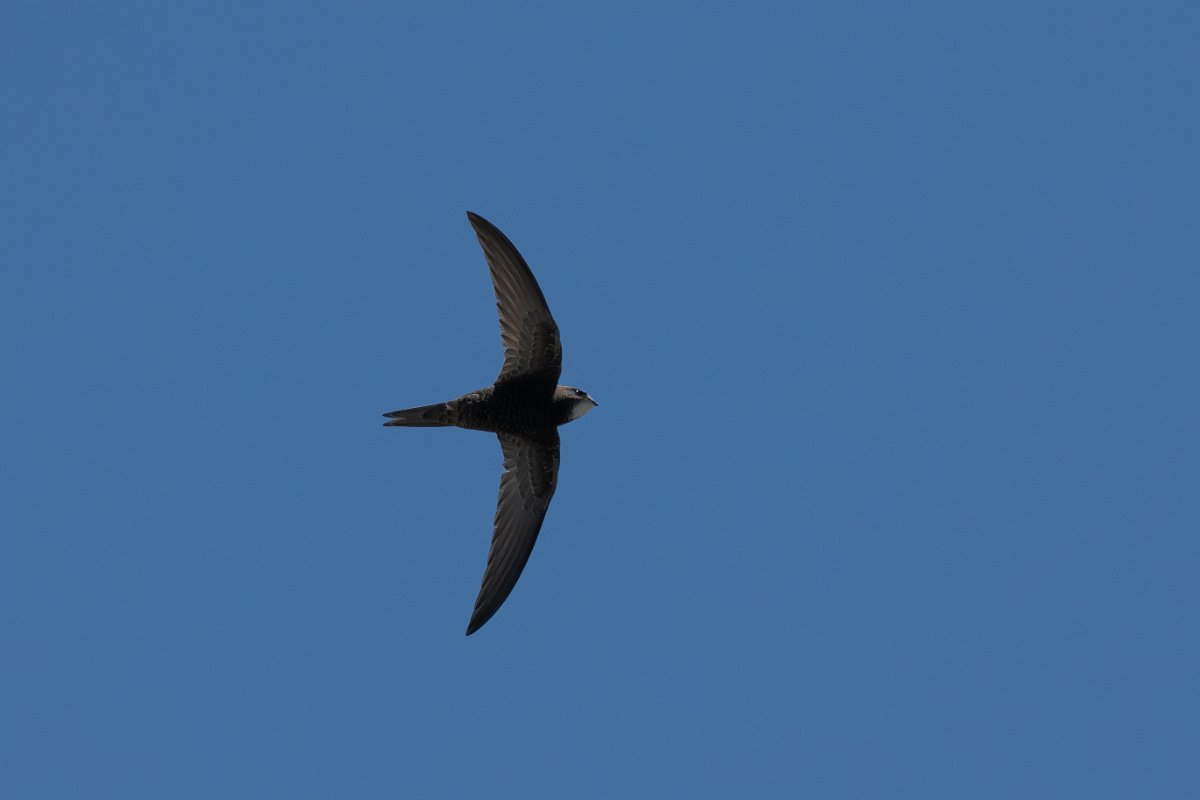 DPPhotography - Uzbekistan - Common swift - I.jpg - Common swift - Samarkand, Uzbekistan