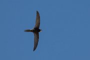 DPPhotography - Uzbekistan - Common swift - A