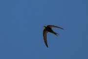 DPPhotography - Uzbekistan - Common swift - B