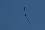 DPPhotography - Uzbekistan - Common swift - C