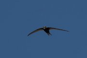 DPPhotography - Uzbekistan - Common swift - D