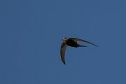 DPPhotography - Uzbekistan - Common swift - F