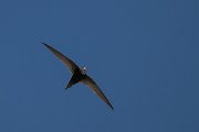 DPPhotography - Uzbekistan - Common swift - G