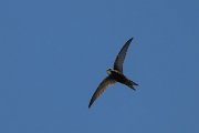 DPPhotography - Uzbekistan - Common swift - H