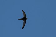 DPPhotography - Uzbekistan - Common swift - I